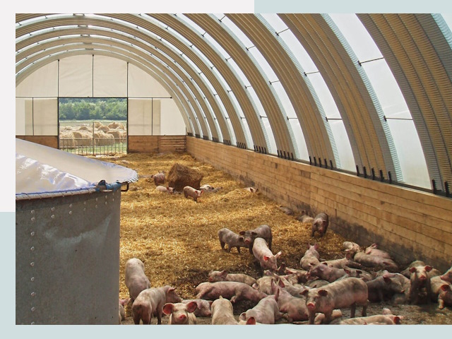 Строительство свинарников в Лянторе