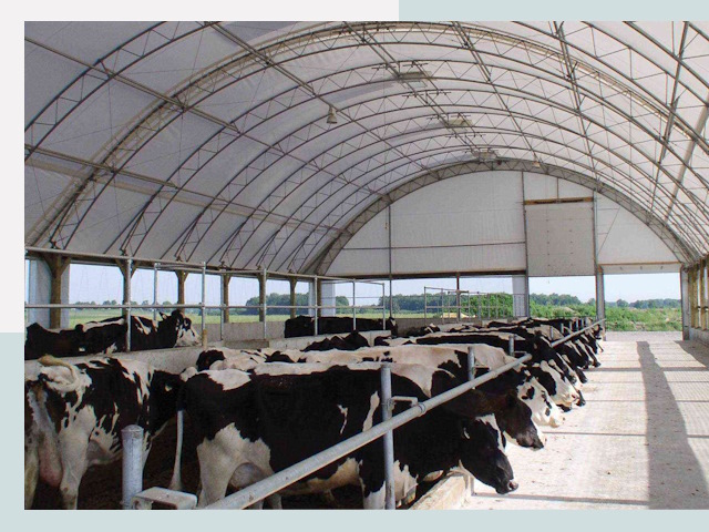 Тентовые коровники в Лянторе